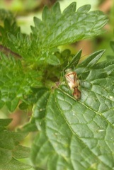 Tuicoris excelsus