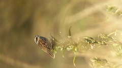 Oriturus superciliosus