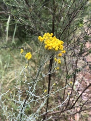 Chrysocephalum semipapposum