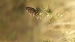 Oriturus superciliosus