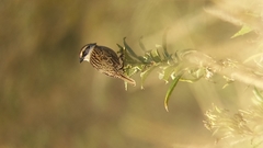 Oriturus superciliosus
