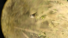 Oriturus superciliosus