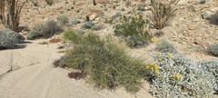 Ephedra californica