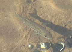 Micropterus