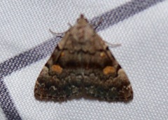 Idia concisa