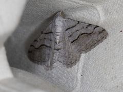 Digrammia imparilata