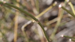 Ephedra californica