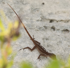 Anolis scriptus