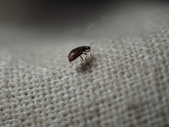Coccinelloidea