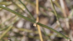 Ephedra californica