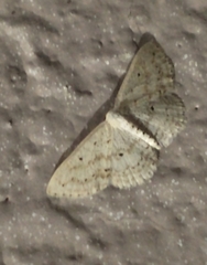 Scopula umbilicata