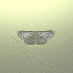 Scopula subquadrata