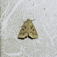 Herminodes atrosignata