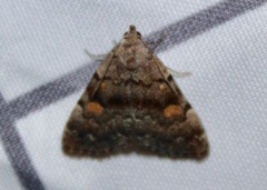 Idia concisa
