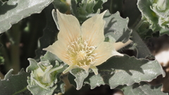 Mentzelia involucrata