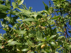 Conocarpus erectus