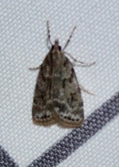 Scoparia basalis