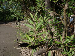 Rhizophora mangle