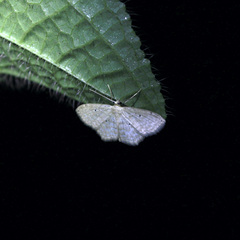 Scopula apparitaria