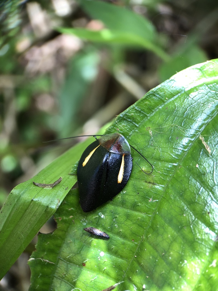 Phoraspis leucogramma