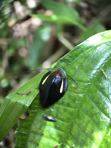 Phoraspis leucogramma