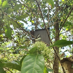Protographium leosthenes