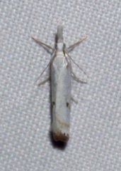 Microcrambus