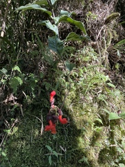 Centropogon granulosus