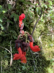 Centropogon granulosus