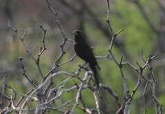 Knipolegus aterrimus