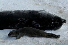 Leptonychotes weddellii