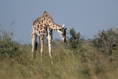 Giraffa camelopardalis
