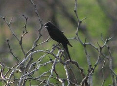 Knipolegus aterrimus