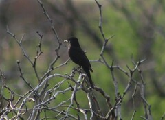 Knipolegus aterrimus