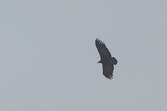 Necrosyrtes monachus