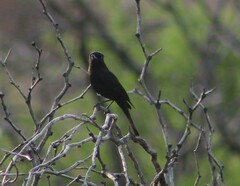 Knipolegus aterrimus