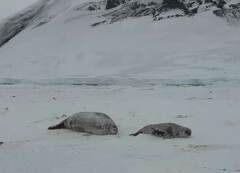 Leptonychotes weddellii