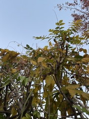 Senna didymobotrya