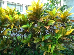 Codiaeum variegatum pictum