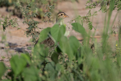 Pternistis icterorhynchus