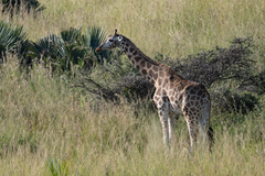 Giraffa camelopardalis