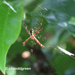 Argiope perforata
