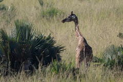 Giraffa camelopardalis