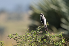 Lanius excubitoroides