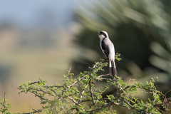 Lanius excubitoroides