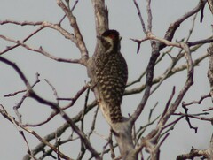Dryobates mixtus