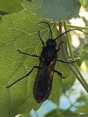 Elaphroptera