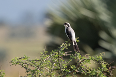 Lanius excubitoroides