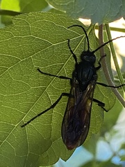Elaphroptera