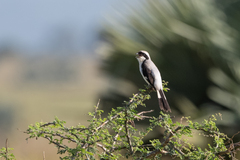 Lanius excubitoroides